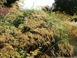 Riesen Federgras -Angebote Blumen Takt Store riesen federgras m010777 w 5