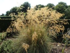 Riesen Federgras -Angebote Blumen Takt Store riesen federgras m010777 w 6