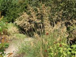 Riesen Federgras -Angebote Blumen Takt Store riesen federgras m010777 w 7