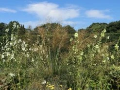 Riesen Federgras -Angebote Blumen Takt Store riesen federgras m010777 w 8