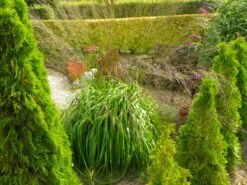 Riesen Pfeifengras 'Karl Foerster' -Angebote Blumen Takt Store riesen pfeifengras karl foerster m009064 350489 0