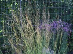 Riesen Pfeifengras 'Karl Foerster'