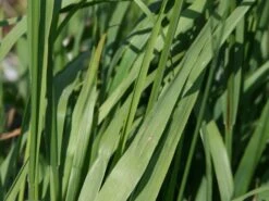 Riesen Pfeifengras 'Karl Foerster' -Angebote Blumen Takt Store riesen pfeifengras karl foerster m009064 w 1