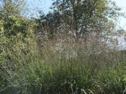 Riesen Pfeifengras 'Karl Foerster' -Angebote Blumen Takt Store riesen pfeifengras karl foerster m009064 w 3