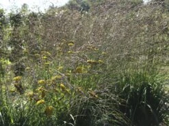 Riesen Pfeifengras 'Karl Foerster' -Angebote Blumen Takt Store riesen pfeifengras karl foerster m009064 w 4