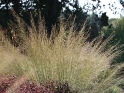Riesen Pfeifengras 'Transparent'