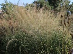 Riesen Pfeifengras 'Transparent' -Angebote Blumen Takt Store riesen pfeifengras transparent m011240 w 0