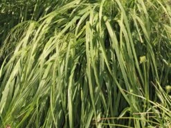 Riesen Pfeifengras 'Transparent' -Angebote Blumen Takt Store riesen pfeifengras transparent m011240 w 1