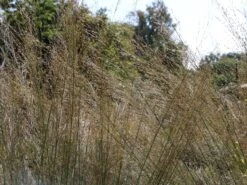 Riesen Pfeifengras 'Transparent' -Angebote Blumen Takt Store riesen pfeifengras transparent m011240 w 2