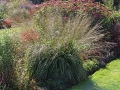 Riesen Pfeifengras 'Transparent' -Angebote Blumen Takt Store riesen pfeifengras transparent m011240 w 3