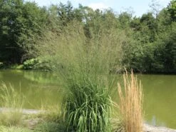 Riesen Pfeifengras 'Transparent' -Angebote Blumen Takt Store riesen pfeifengras transparent m011240 w 5