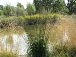 Riesen Pfeifengras 'Transparent' -Angebote Blumen Takt Store riesen pfeifengras transparent m011240 w 6