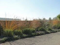 Riesen Pfeifengras 'Transparent' -Angebote Blumen Takt Store riesen pfeifengras transparent m011240 w 7