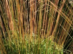 Riesen Pfeifengras 'Transparent' -Angebote Blumen Takt Store riesen pfeifengras transparent m011240 w 8