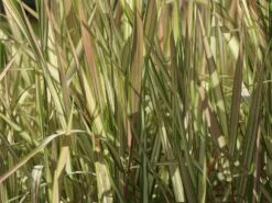 Rohr-Glanzgras 'Feesey' -Angebote Blumen Takt Store rohr glanzgras feesey m059861 w 1