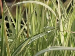 Rohr-Glanzgras 'Feesey' -Angebote Blumen Takt Store rohr glanzgras feesey m059861 w 3