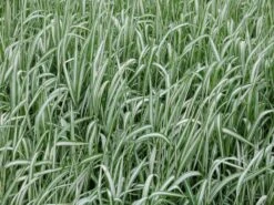 Rohr-Glanzgras 'Feesey' -Angebote Blumen Takt Store rohr glanzgras feesey m059861 w 4