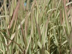 Rohr-Glanzgras 'Feesey' -Angebote Blumen Takt Store rohr glanzgras feesey m059861 w 5