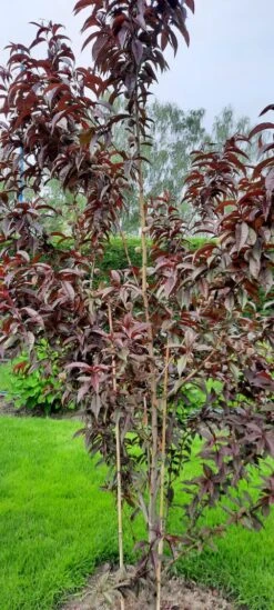 Rotlaubiger Pfirsich 'Nigra' -Angebote Blumen Takt Store rotlaubiger pfirsich nigra m016881 193676 0