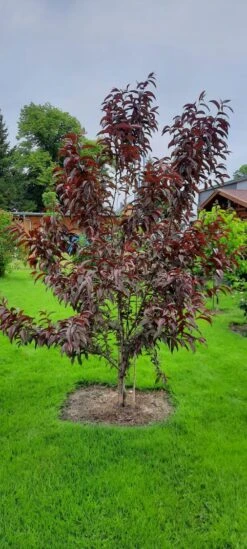 Rotlaubiger Pfirsich 'Nigra' -Angebote Blumen Takt Store rotlaubiger pfirsich nigra m016881 193676 1