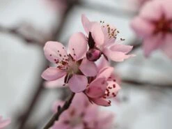 Rotlaubiger Pfirsich 'Nigra' -Angebote Blumen Takt Store rotlaubiger pfirsich nigra m016881 w 0