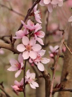 Rotlaubiger Pfirsich 'Nigra' -Angebote Blumen Takt Store rotlaubiger pfirsich nigra m016881 w 1