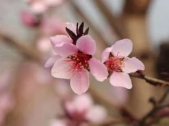 Rotlaubiger Pfirsich 'Nigra' -Angebote Blumen Takt Store rotlaubiger pfirsich nigra m016881 w 2
