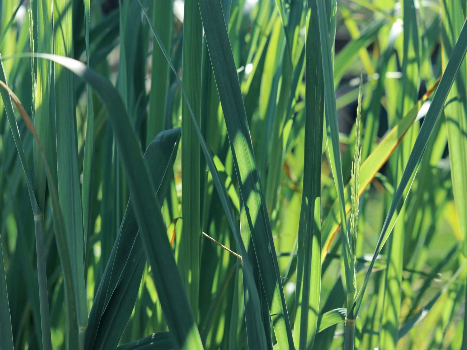 Ruten-Hirse 'Dallas Blues' ® 3 Ruten-Hirse 'Dallas Blues' ®