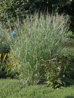 Ruten-Hirse 'Dallas Blues' ® 7 Ruten-Hirse 'Dallas Blues' ® -Angebote Blumen Takt Store ruten hirse dallas blues m080071 w 0 1