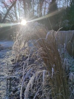 Ruten-Hirse 'Northwind' -Angebote Blumen Takt Store ruten hirse northwind m084367 124228 0