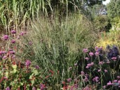 Ruten-Hirse 'Northwind' -Angebote Blumen Takt Store ruten hirse northwind m084367 w 0