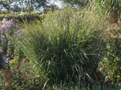 Ruten-Hirse 'Northwind' -Angebote Blumen Takt Store ruten hirse northwind m084367 w 1