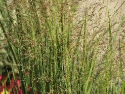 Ruten-Hirse 'Northwind' -Angebote Blumen Takt Store ruten hirse northwind m084367 w 10