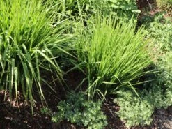 Ruten-Hirse 'Northwind' -Angebote Blumen Takt Store ruten hirse northwind m084367 w 11