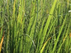 Ruten-Hirse 'Northwind' -Angebote Blumen Takt Store ruten hirse northwind m084367 w 4