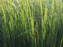 Ruten-Hirse 'Northwind' -Angebote Blumen Takt Store ruten hirse northwind m084367 w 5