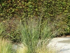 Ruten-Hirse 'Northwind' -Angebote Blumen Takt Store ruten hirse northwind m084367 w 6