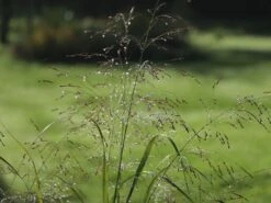 Ruten-Hirse 'Northwind' -Angebote Blumen Takt Store ruten hirse northwind m084367 w 7