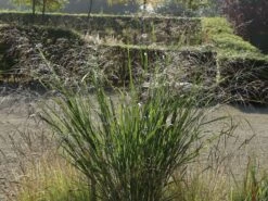 Ruten-Hirse 'Northwind' -Angebote Blumen Takt Store ruten hirse northwind m084367 w 8