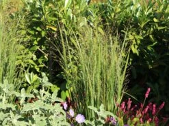 Ruten-Hirse 'Northwind' -Angebote Blumen Takt Store ruten hirse northwind m084367 w 9