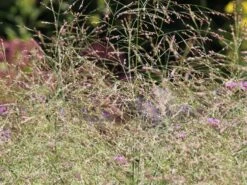 Ruten Hirse 'Prairie Sky' -Angebote Blumen Takt Store ruten hirse prairie sky m059829 w 0