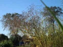 Ruten Hirse 'Prairie Sky' -Angebote Blumen Takt Store ruten hirse prairie sky m059829 w 1