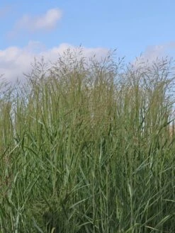 Ruten Hirse 'Prairie Sky' -Angebote Blumen Takt Store ruten hirse prairie sky m059829 w 2