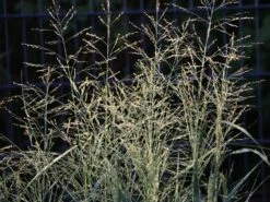 Ruten Hirse 'Prairie Sky' -Angebote Blumen Takt Store ruten hirse prairie sky m059829 w 3