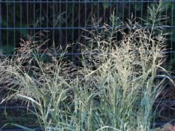 Ruten Hirse 'Prairie Sky' -Angebote Blumen Takt Store ruten hirse prairie sky m059829 w 4