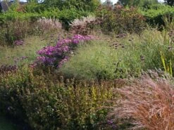 Ruten Hirse 'Prairie Sky' -Angebote Blumen Takt Store ruten hirse prairie sky m059829 w 5