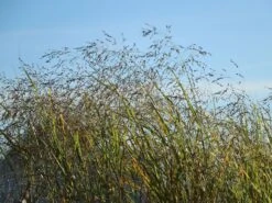 Ruten Hirse 'Prairie Sky' -Angebote Blumen Takt Store ruten hirse prairie sky m059829 w 7