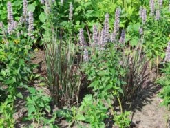 Ruten-Hirse 'Purple Breeze' -Angebote Blumen Takt Store ruten hirse purple breeze m111725 w 0