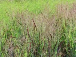 Ruten-Hirse 'Purple Breeze' -Angebote Blumen Takt Store ruten hirse purple breeze m111725 w 3