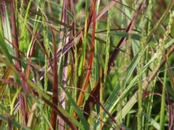 Ruten-Hirse 'Rehbraun' -Angebote Blumen Takt Store ruten hirse rehbraun m059831 w 0